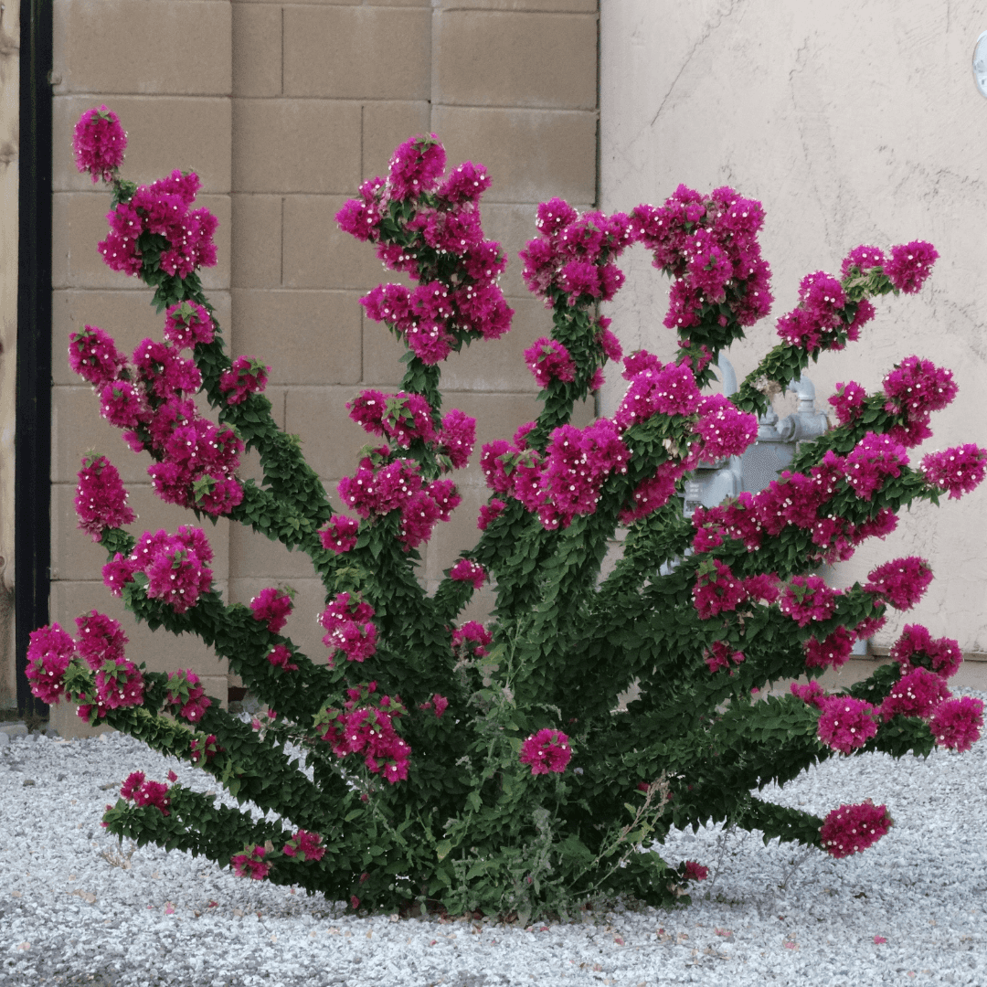 Torch Glow Bougainvillea Plant Mature and Blowing with Vibrant Colors