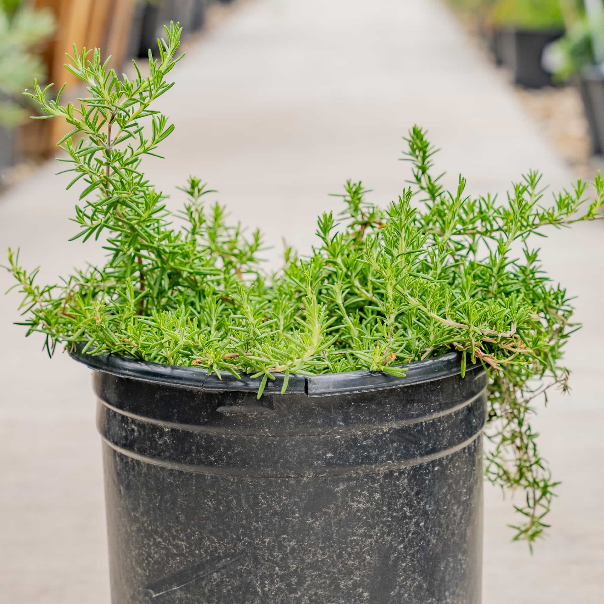 Trailing Rosemary