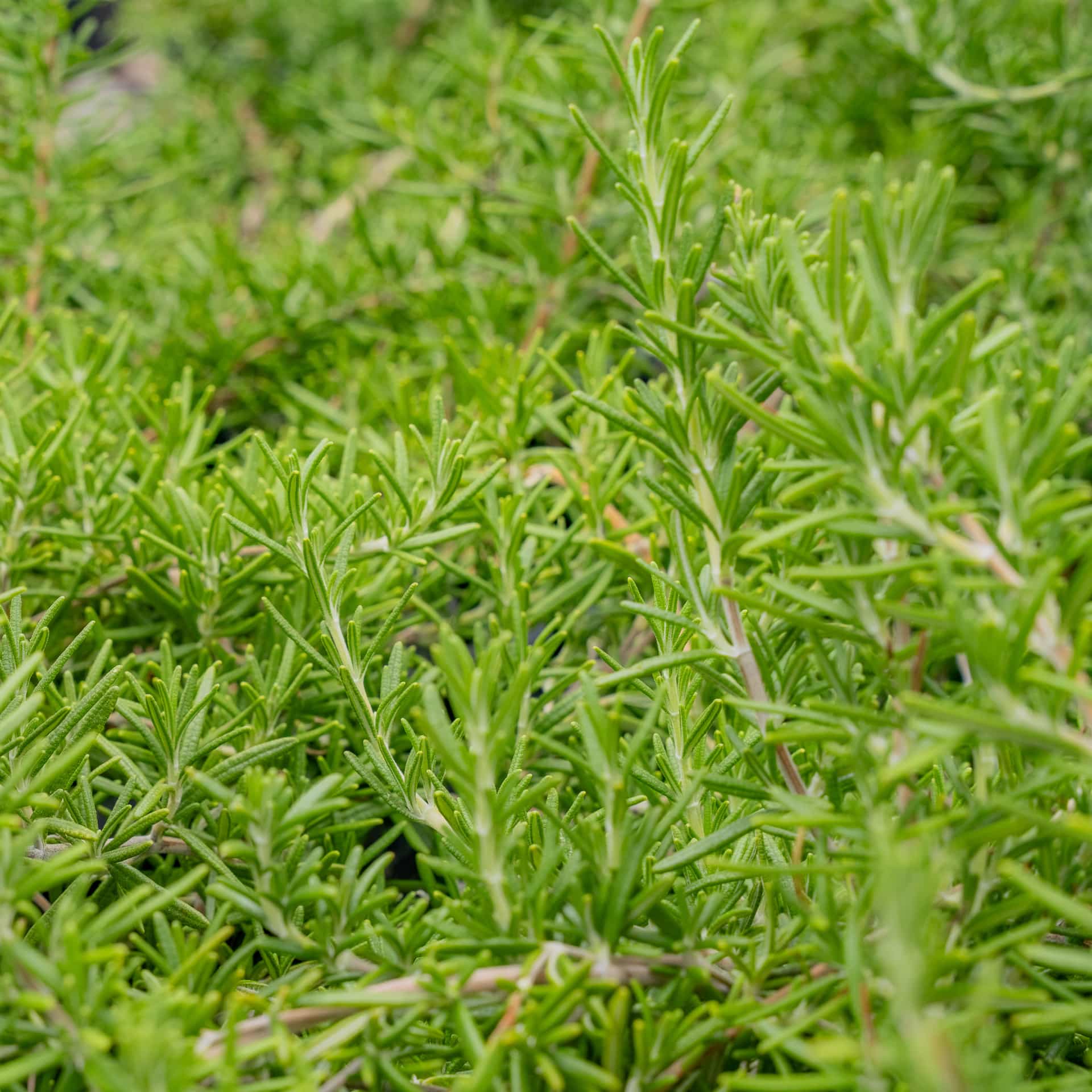 Trailing Rosemary
