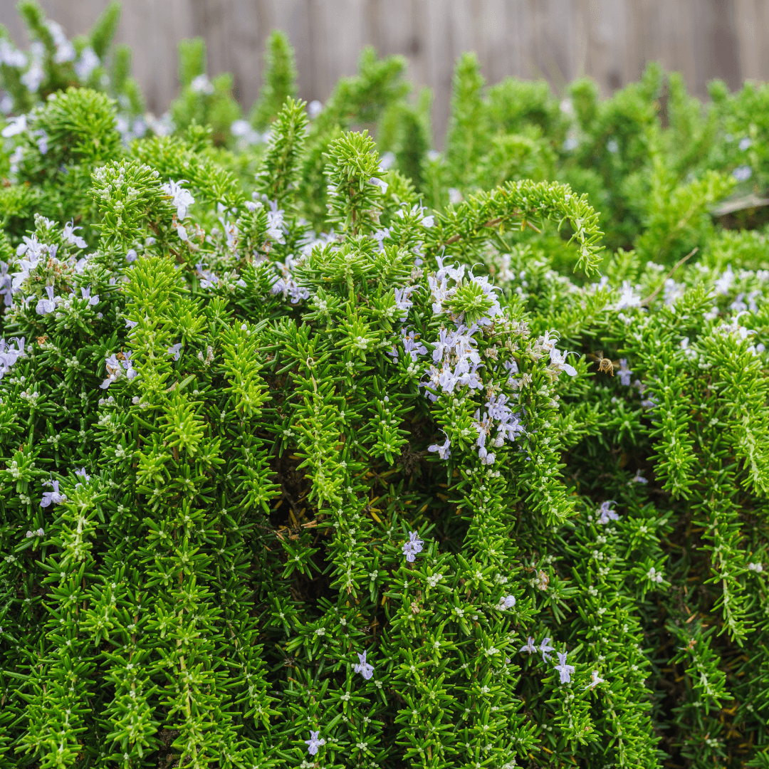 Close up Photo of a Trailing Rosemary Plant with Vibrant colored Flowers In Bloom
