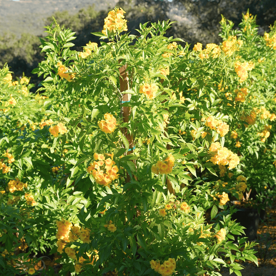 Trumpet Vine
