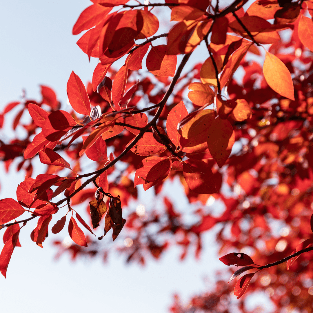Vibrant Red Fall Color on Firestarter Tupelo Tree