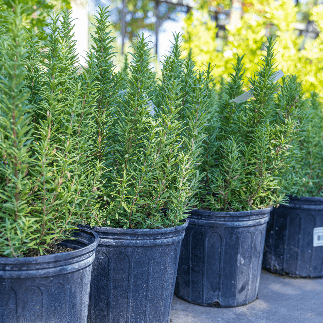 Upright Rosemary