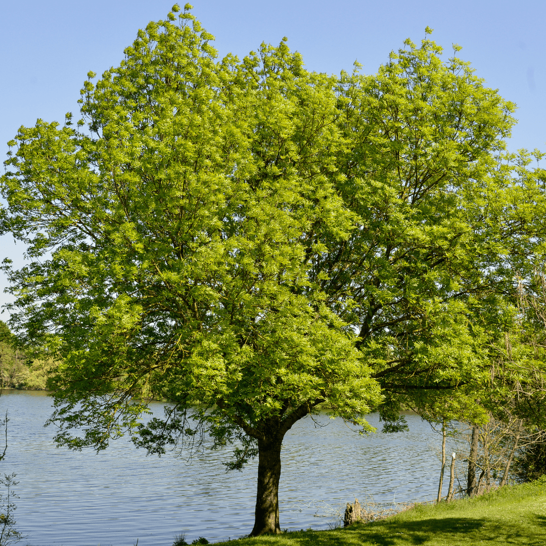 Large Mature Village Green Zelkova Tree Planted 