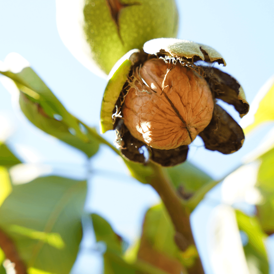 Mature Walnut Tree Producing a Walnut