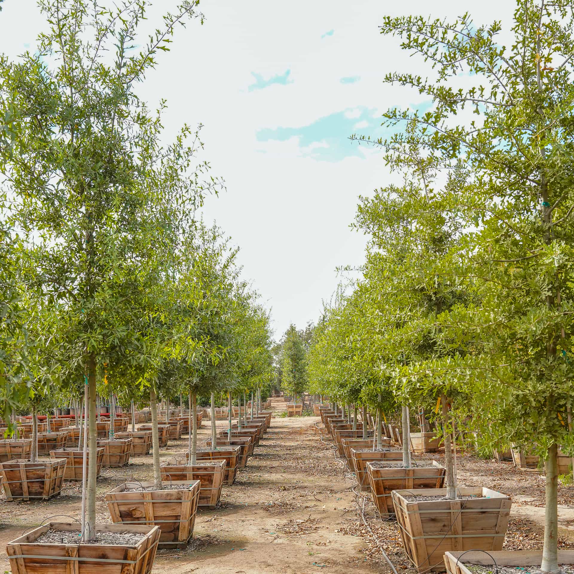 water oak row