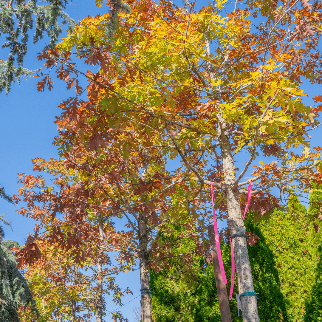 Multiple Mature Swamp White Oak Trees in a Row with Vibrant Fall Color