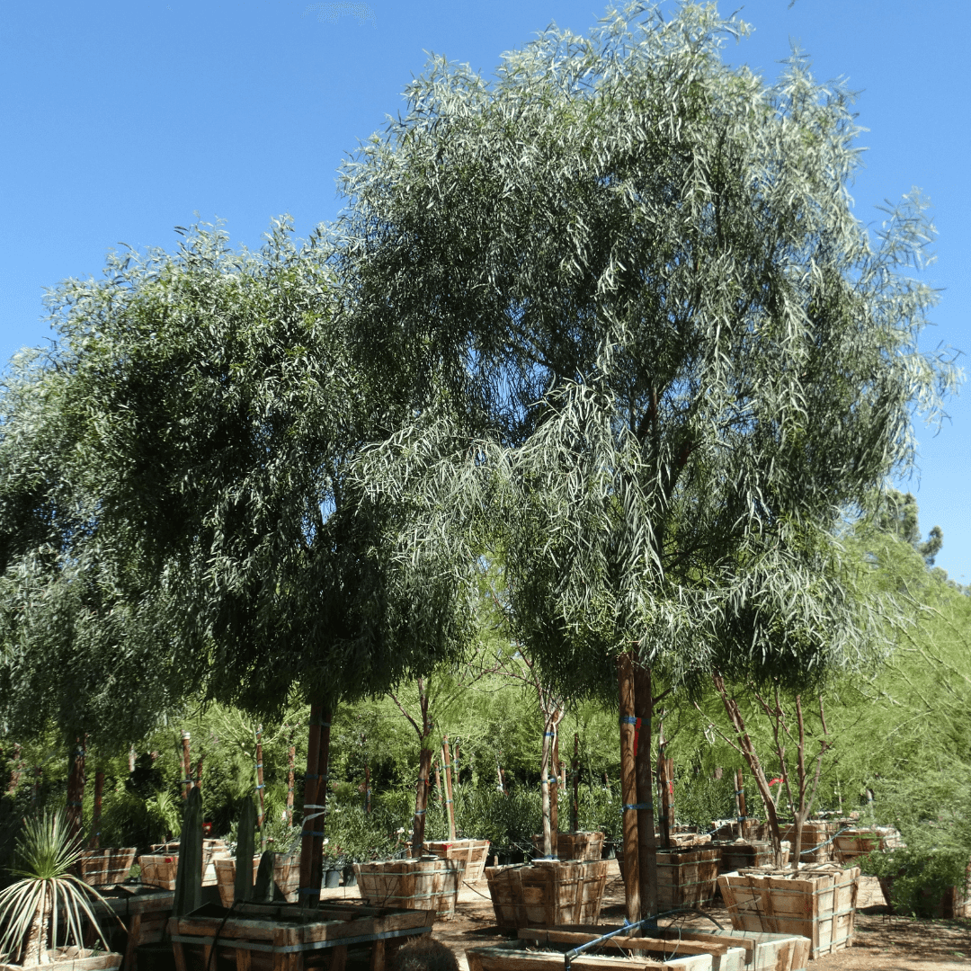 Weeping Willow Acacia 