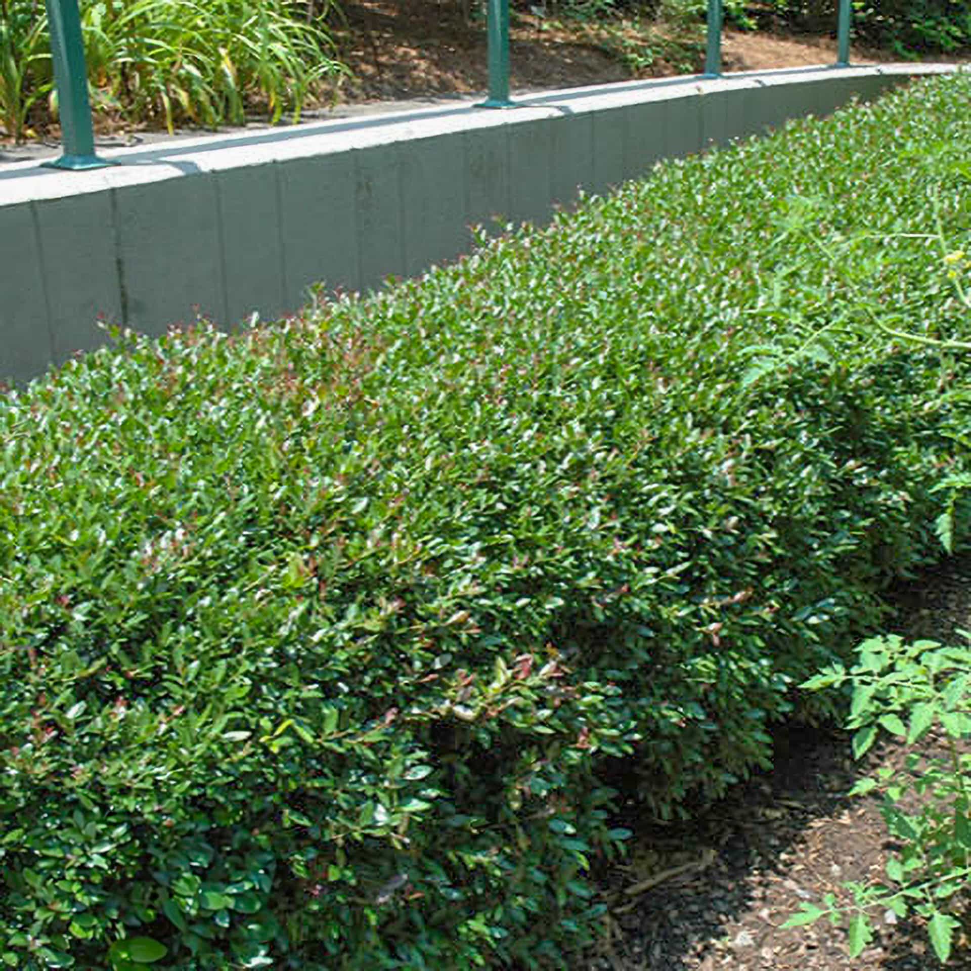 Pride of Houston Yaupon Holly