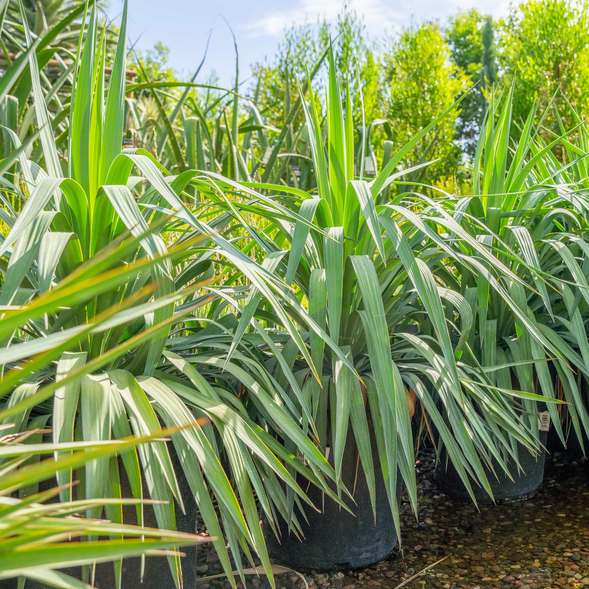 Yucca Pendula