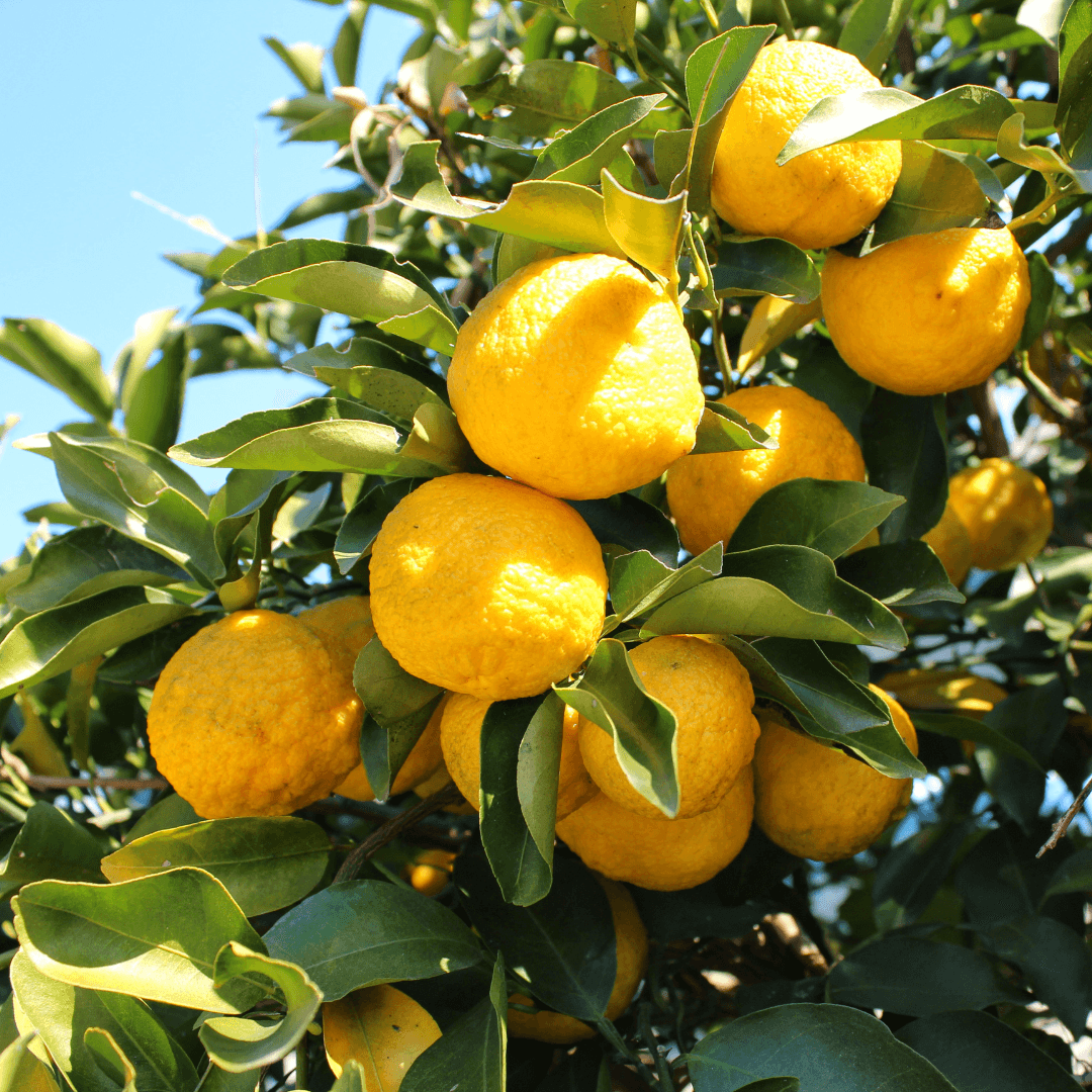 Yuzu citrus on tree
