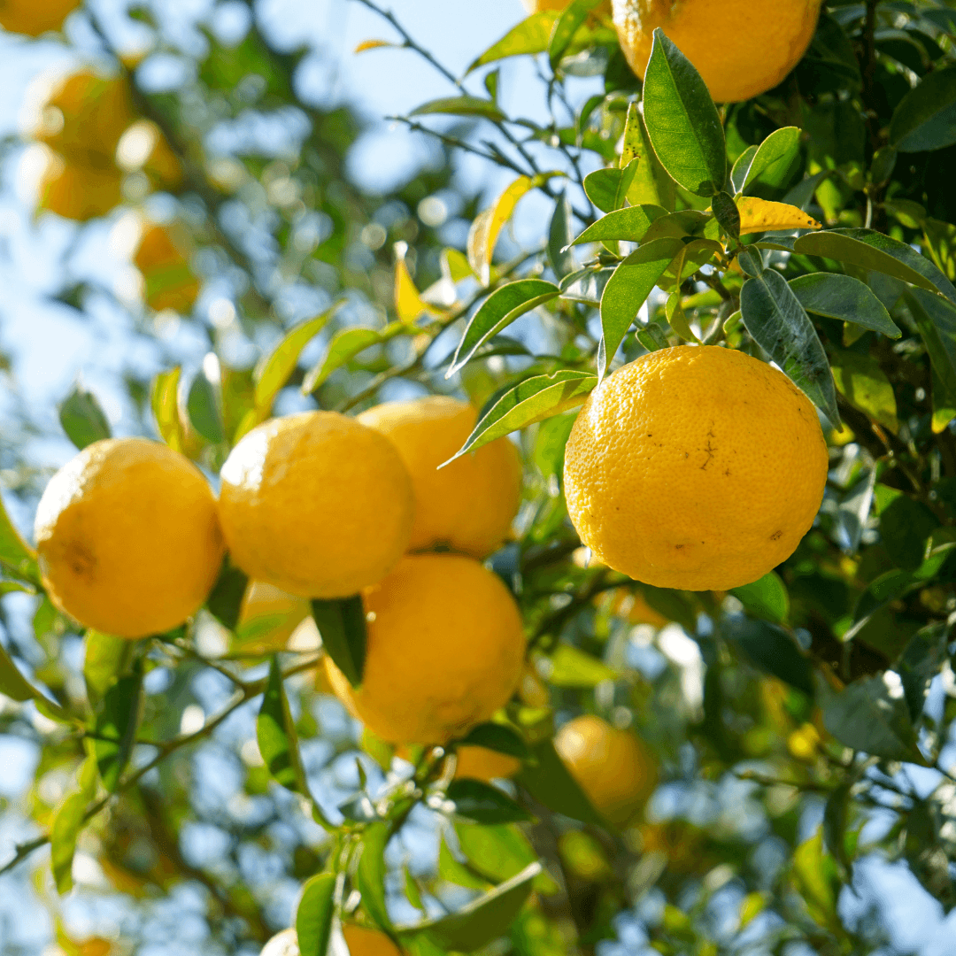 Yuzu citrus on tree