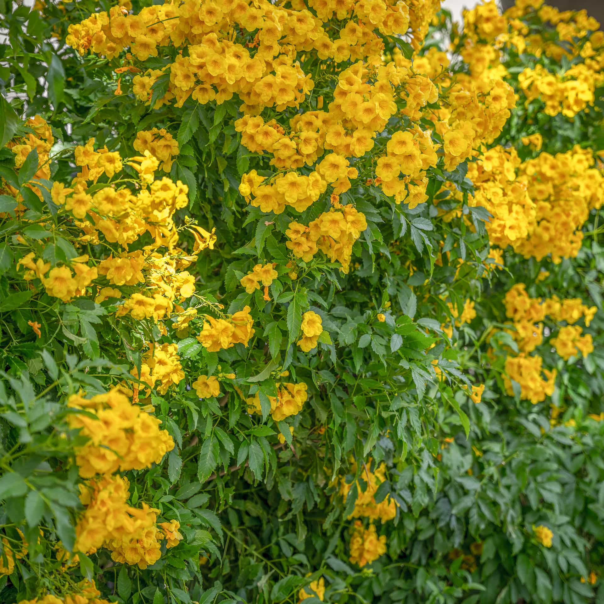 Arizona Yellow Bells