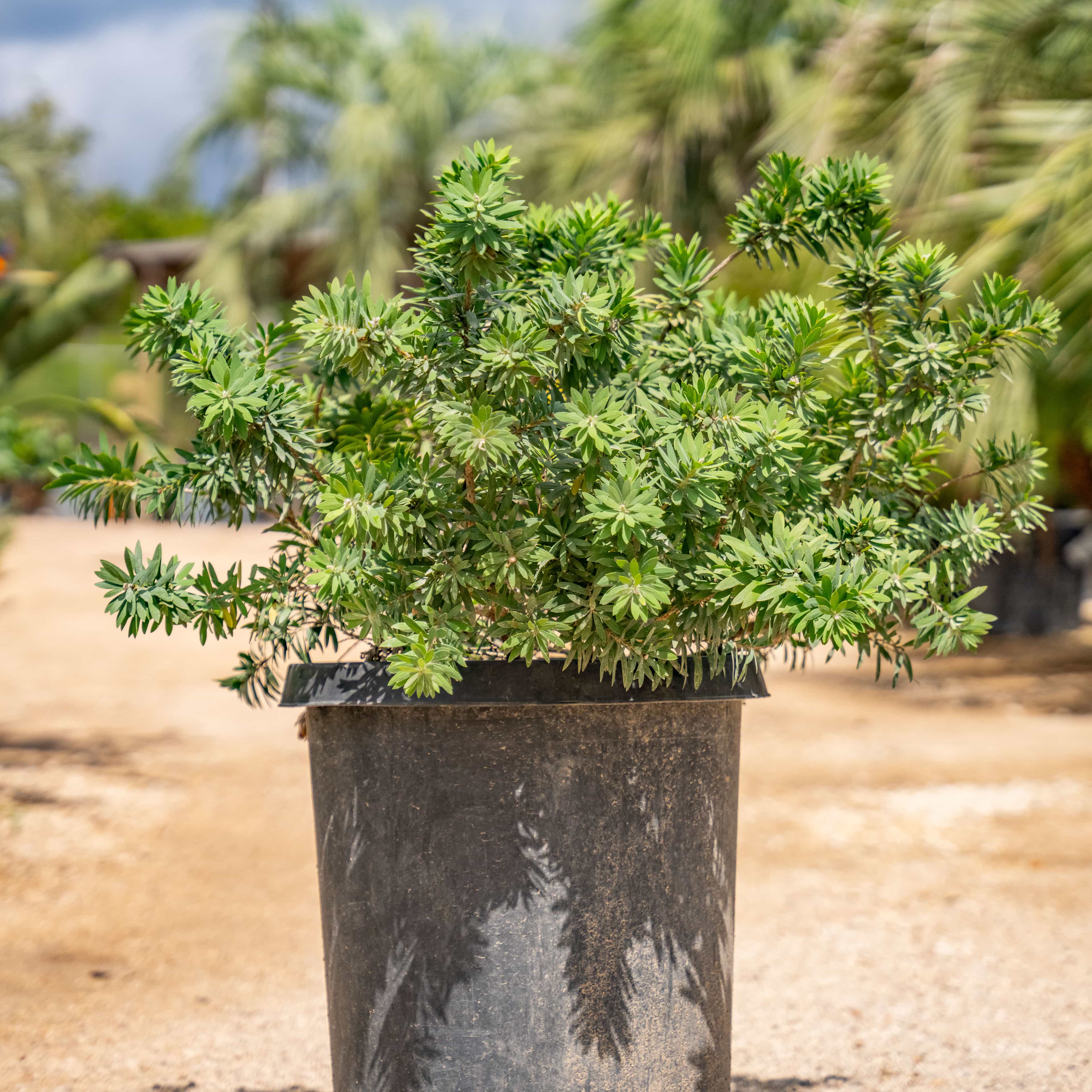 Little John Bottlebrush