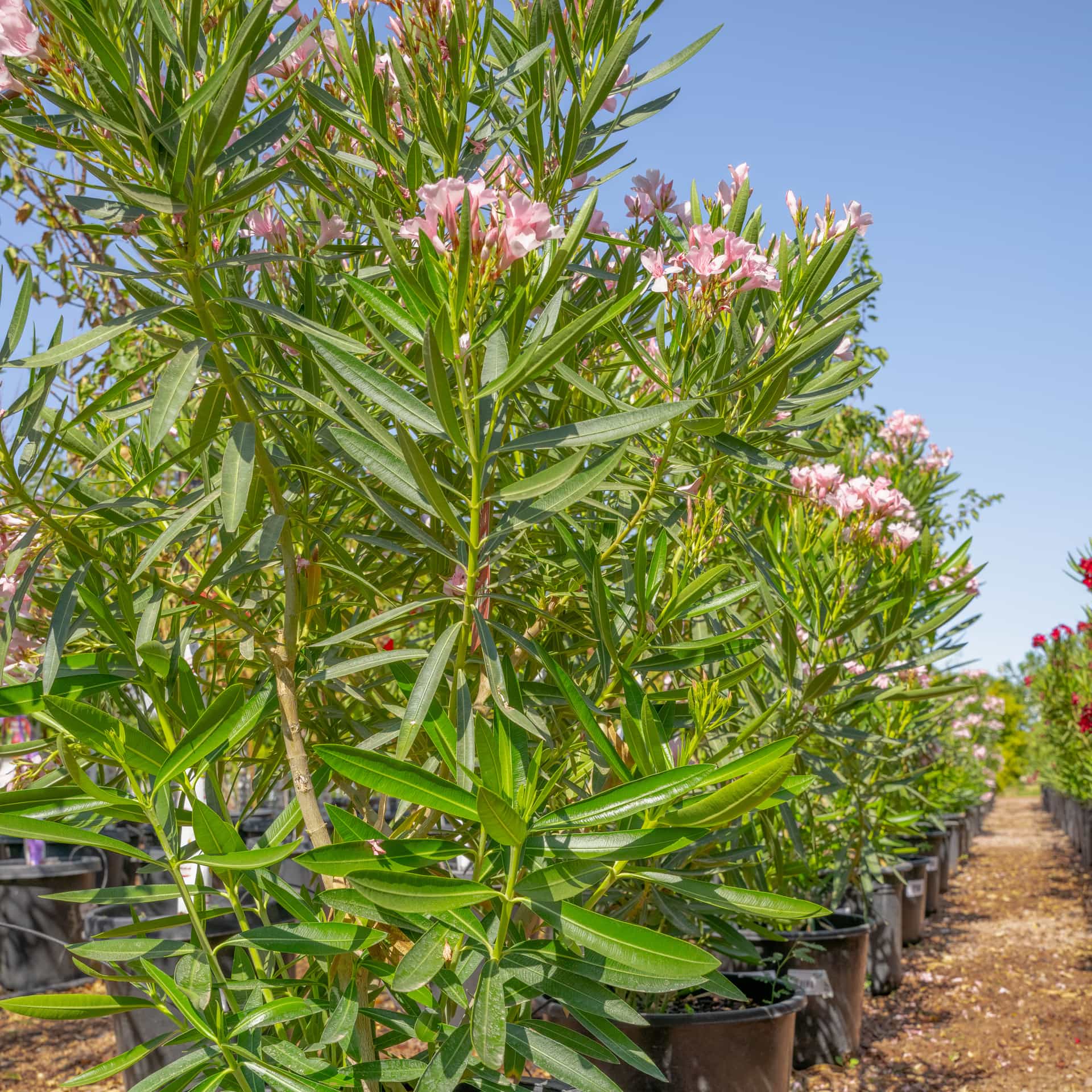 Dwarf pink oleander