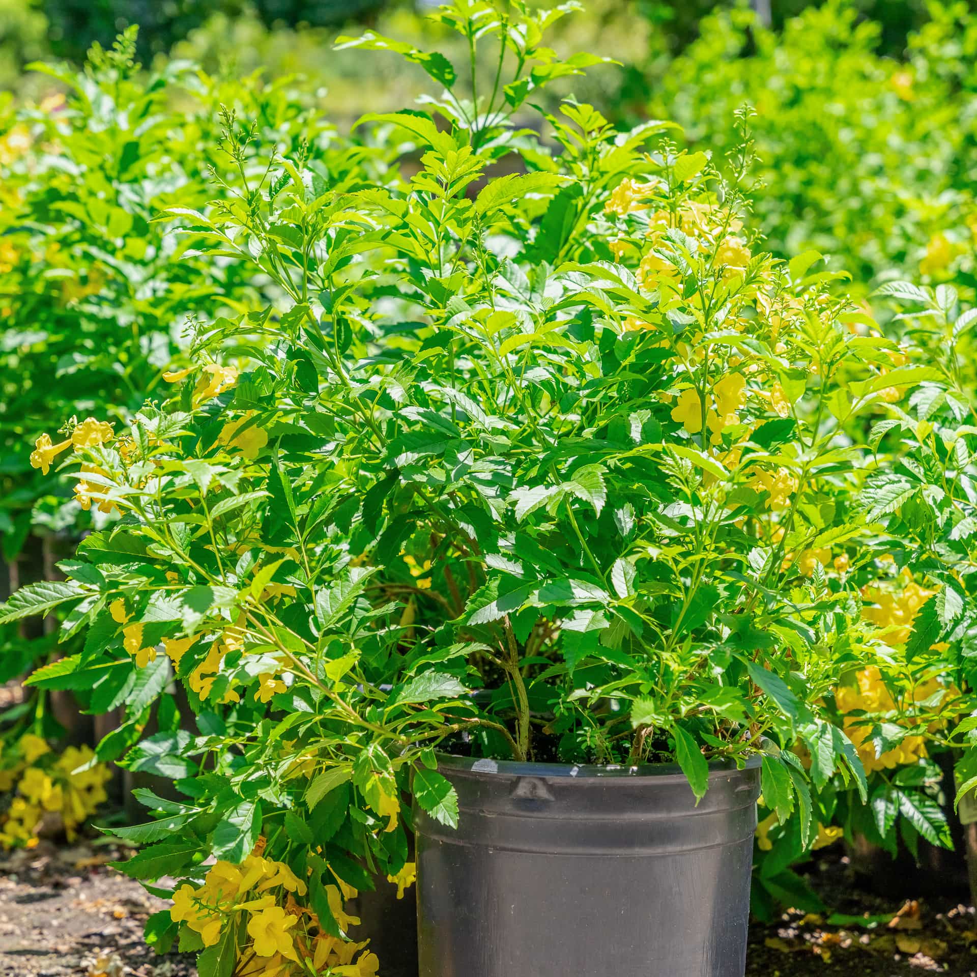 Arizona Yellow Bells