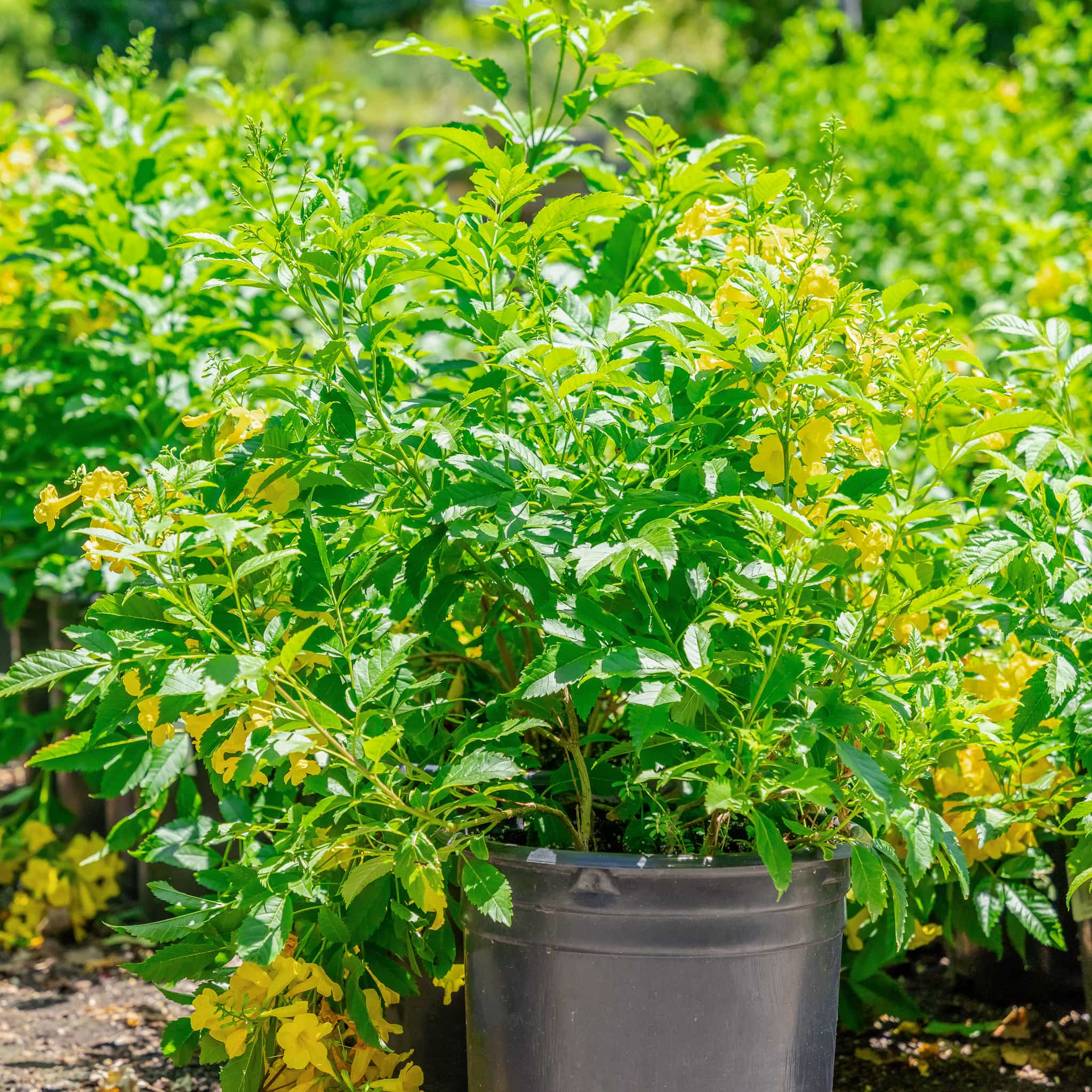 Arizona Yellow Bells