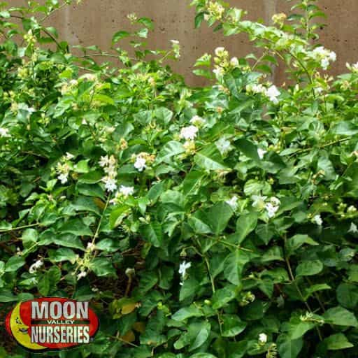 Arabian Jasmine in a landscape