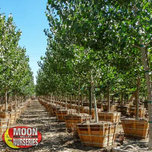 Eastern Cottonwood in nursery rows multiple