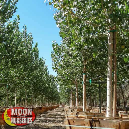 Eastern Cottonwood in nursery row
