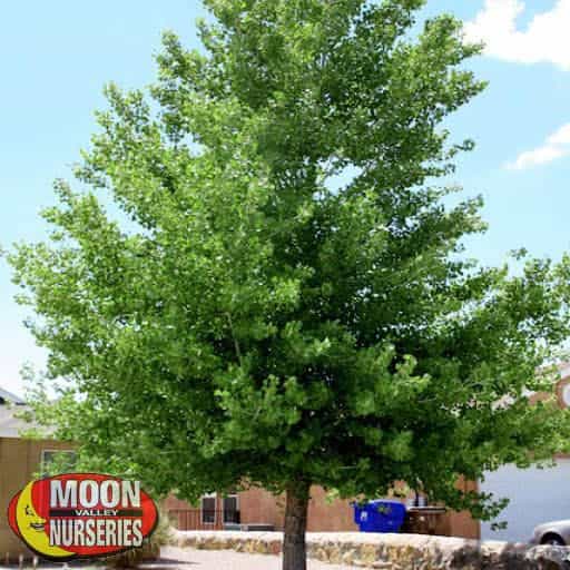 Eastern Cottonwood in yard