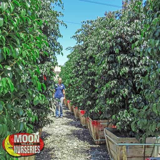 Weeping Fig trees in Nursery