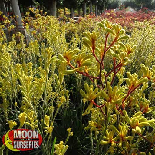 Kangaroo Paw in the nursery