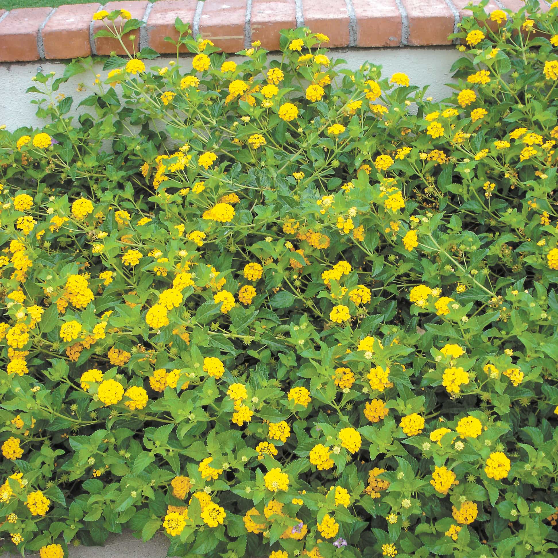Gold Mound Lantana