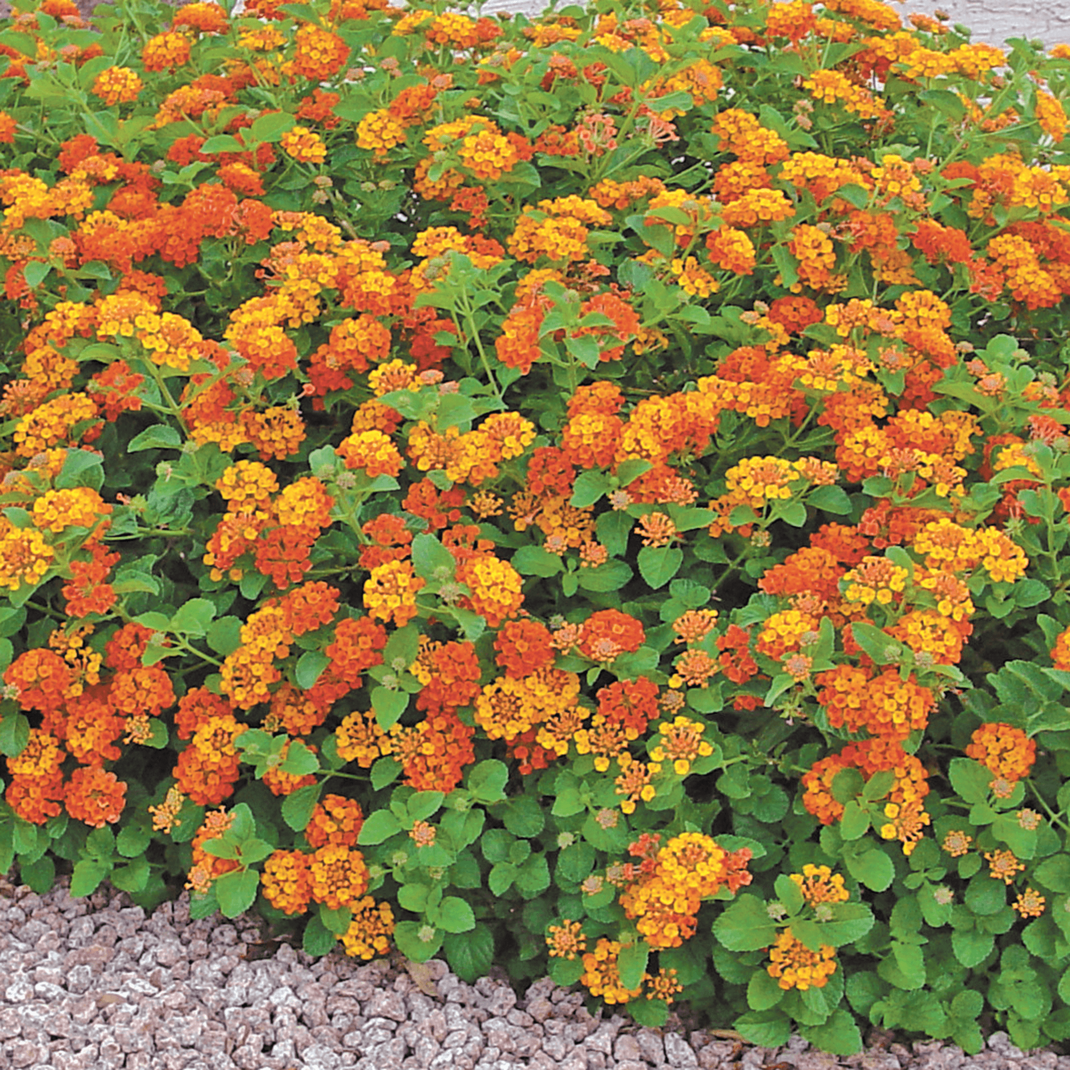 lantana radiation