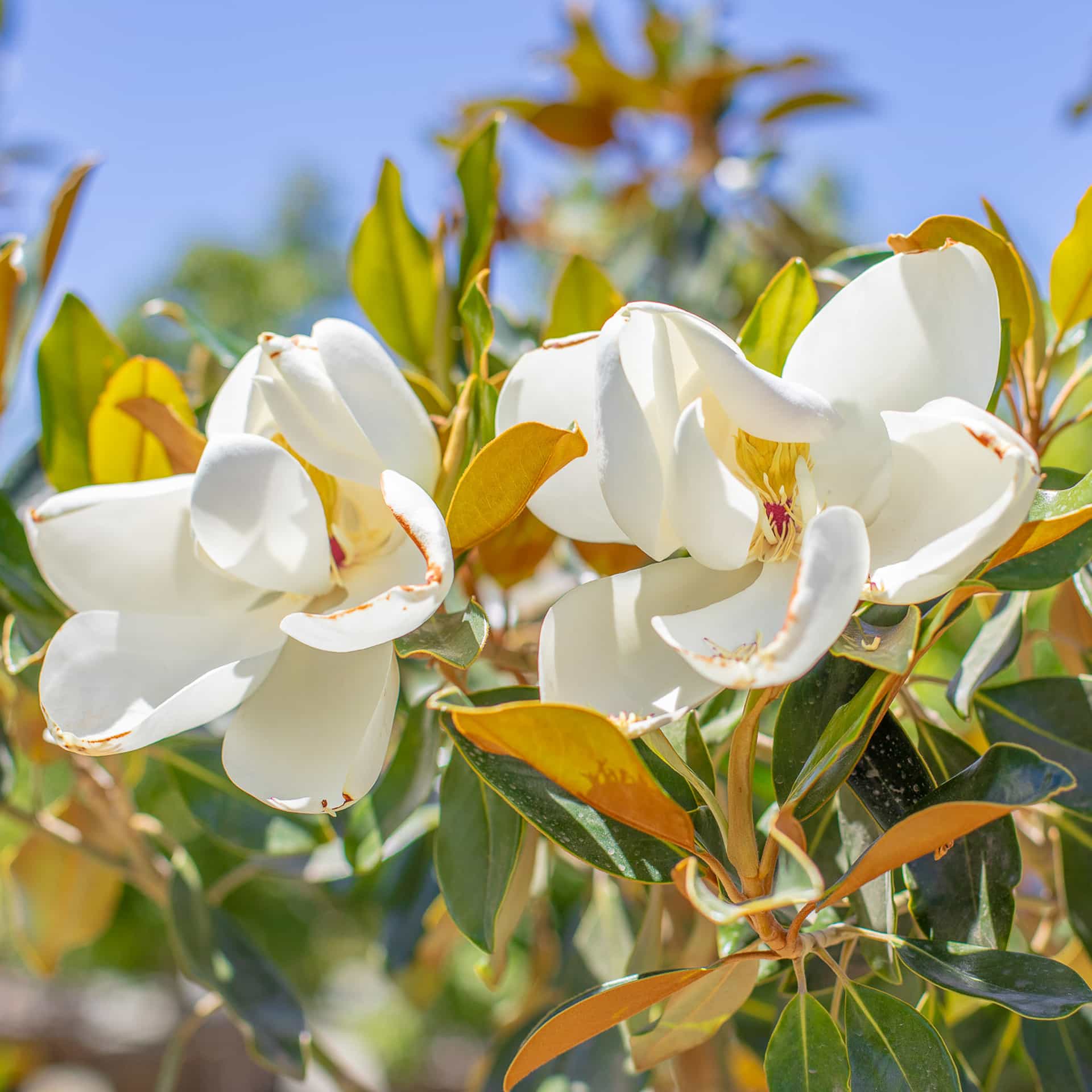 Magnolia Little Gem bloom