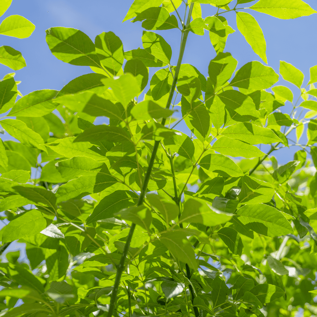 Majestic Ash Canopy Close Up