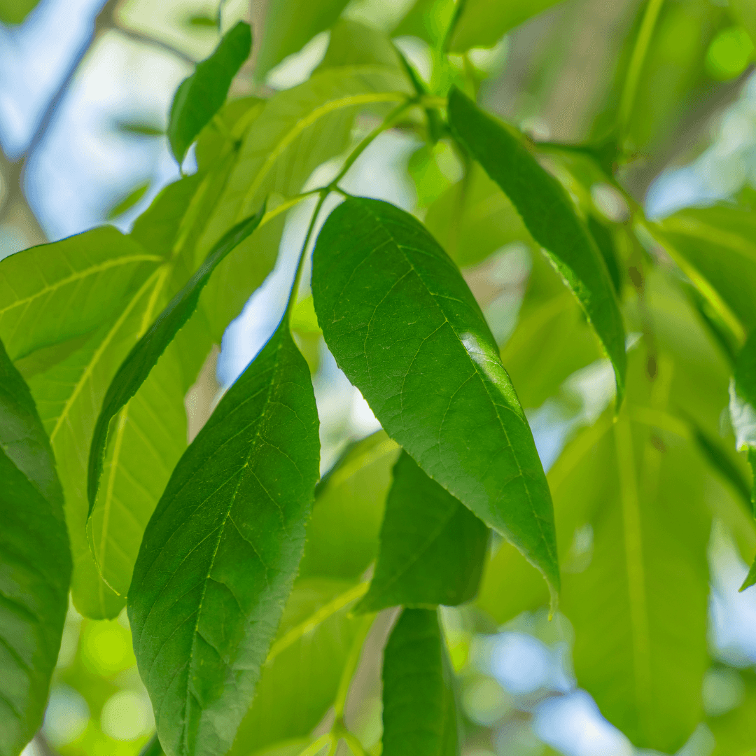 Majestic Ash Foliage Close Up