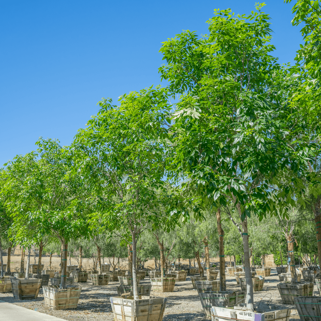Majestic Ash Trees