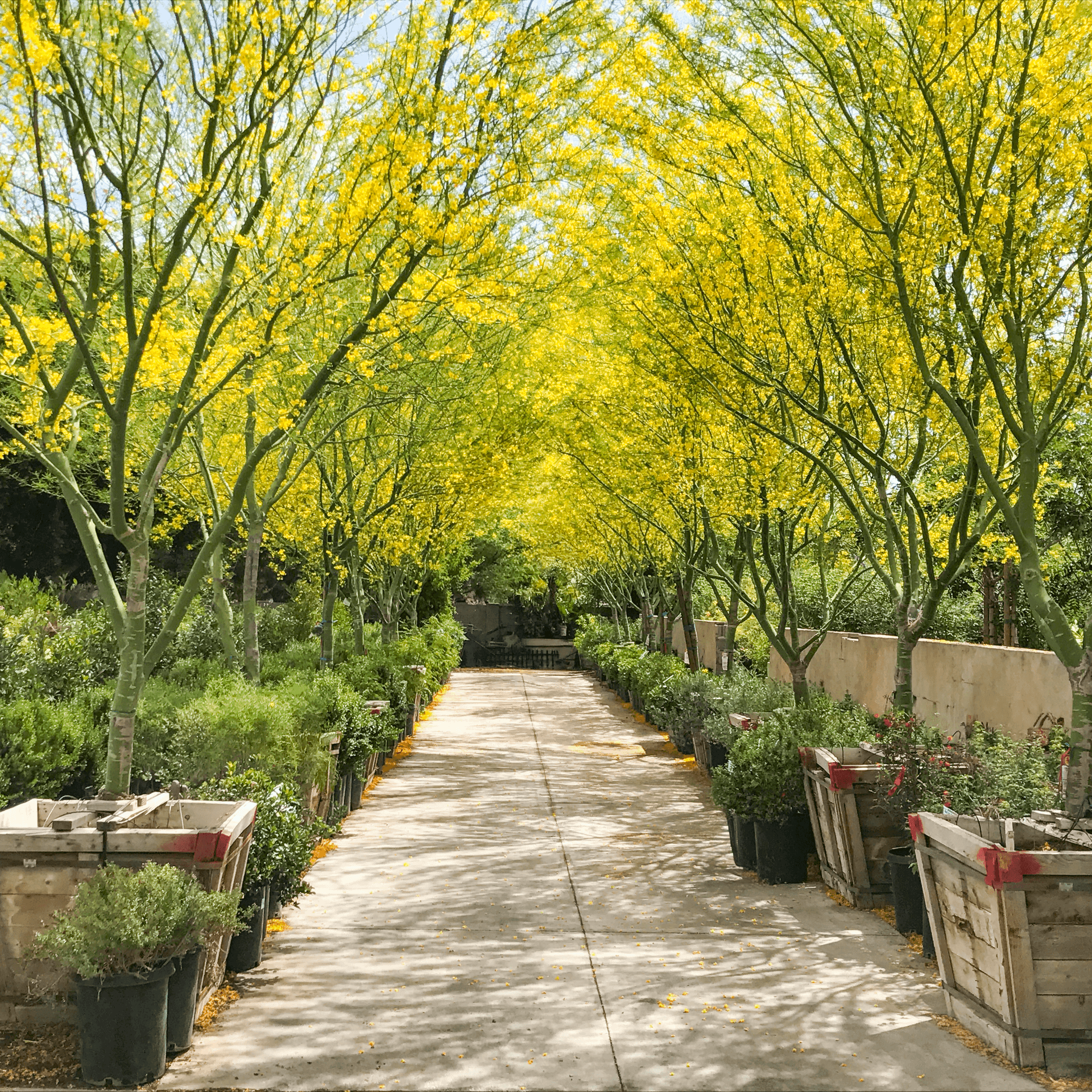 Moon Valley Nurseries Museum Palo Verde tree tunnel in the nursery