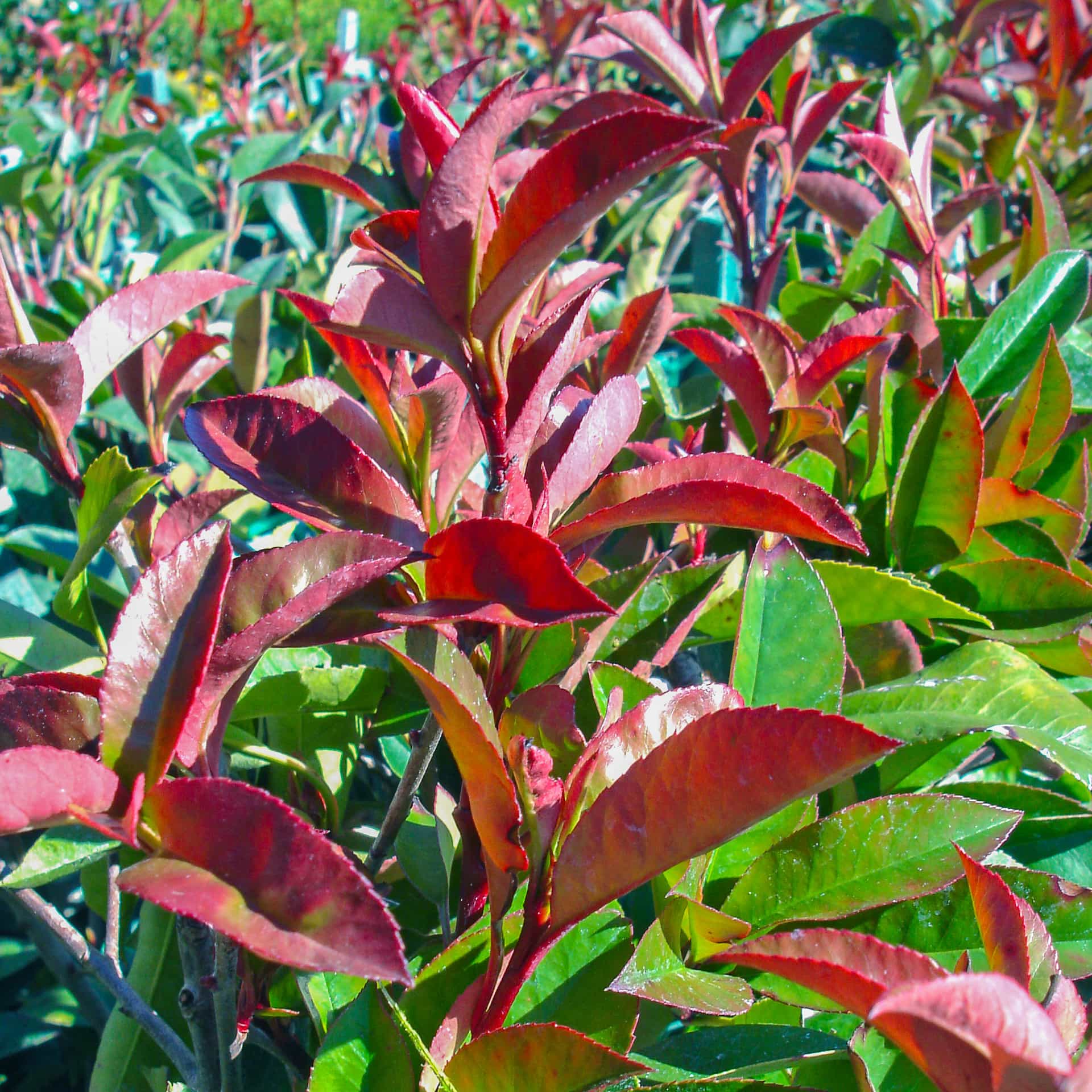 Red tip Photinia