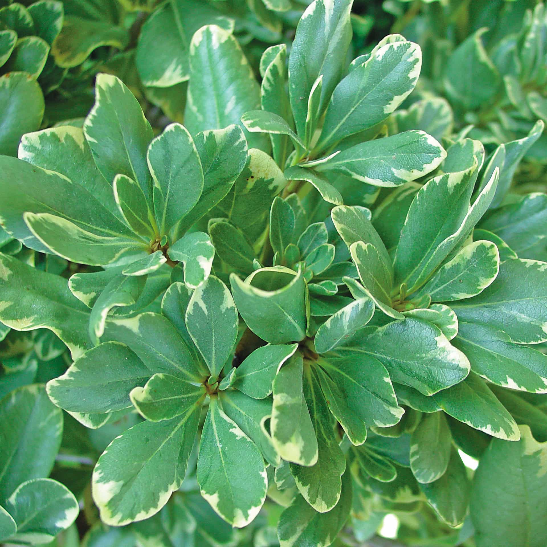 pittosporum varigated