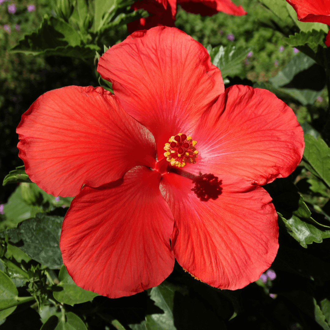 Red Hibiscus
