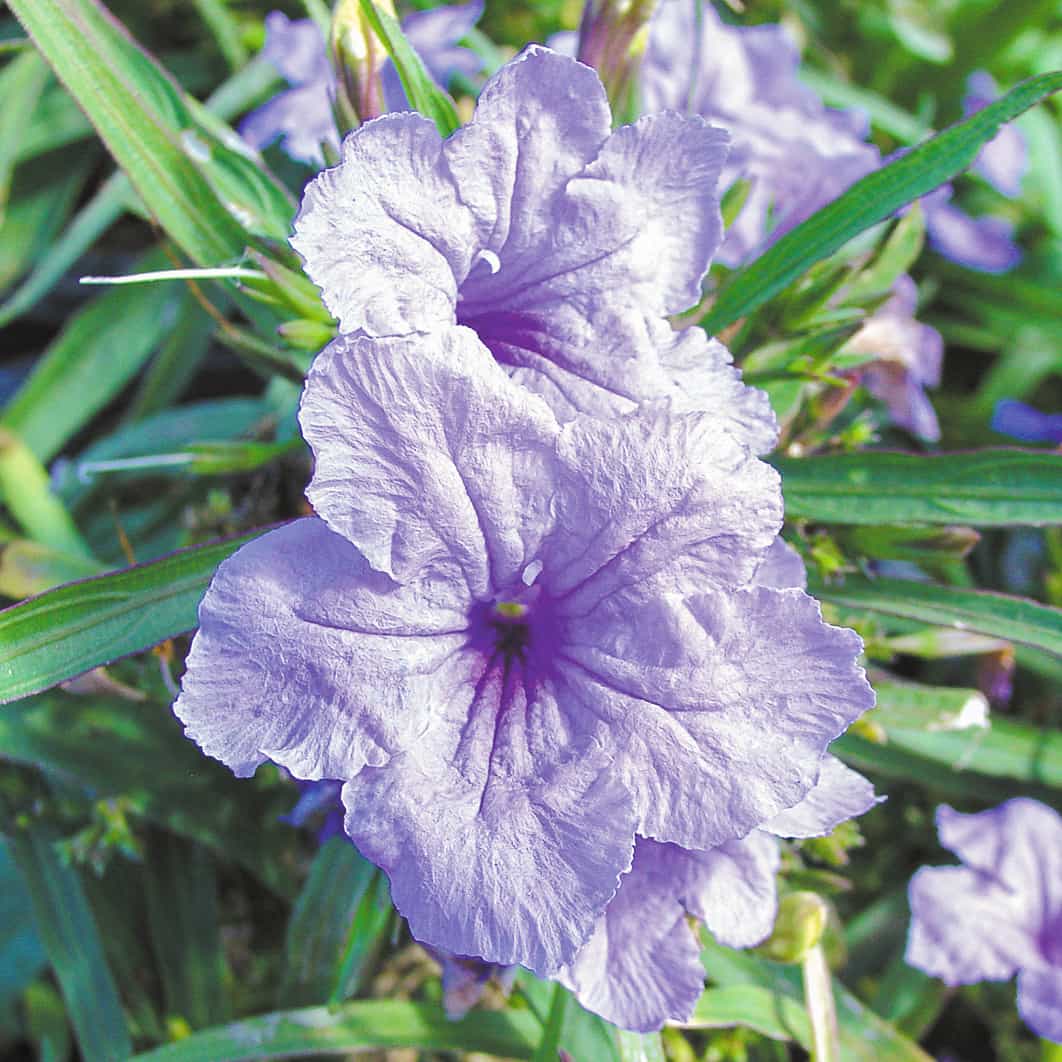 ruellia katy purple