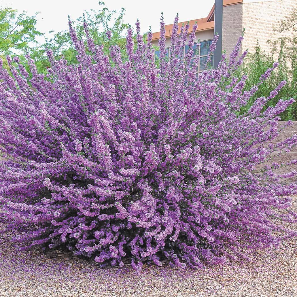 sage heavenly cloud old