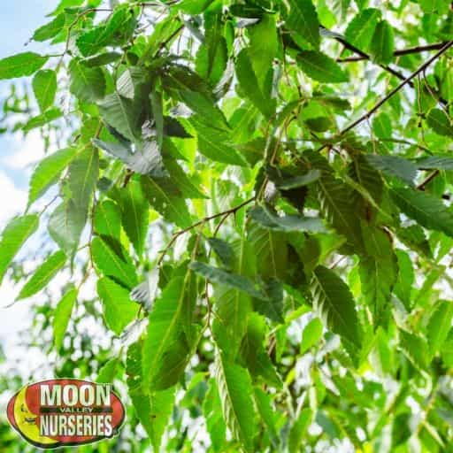 Yoshino Cherry Leaves