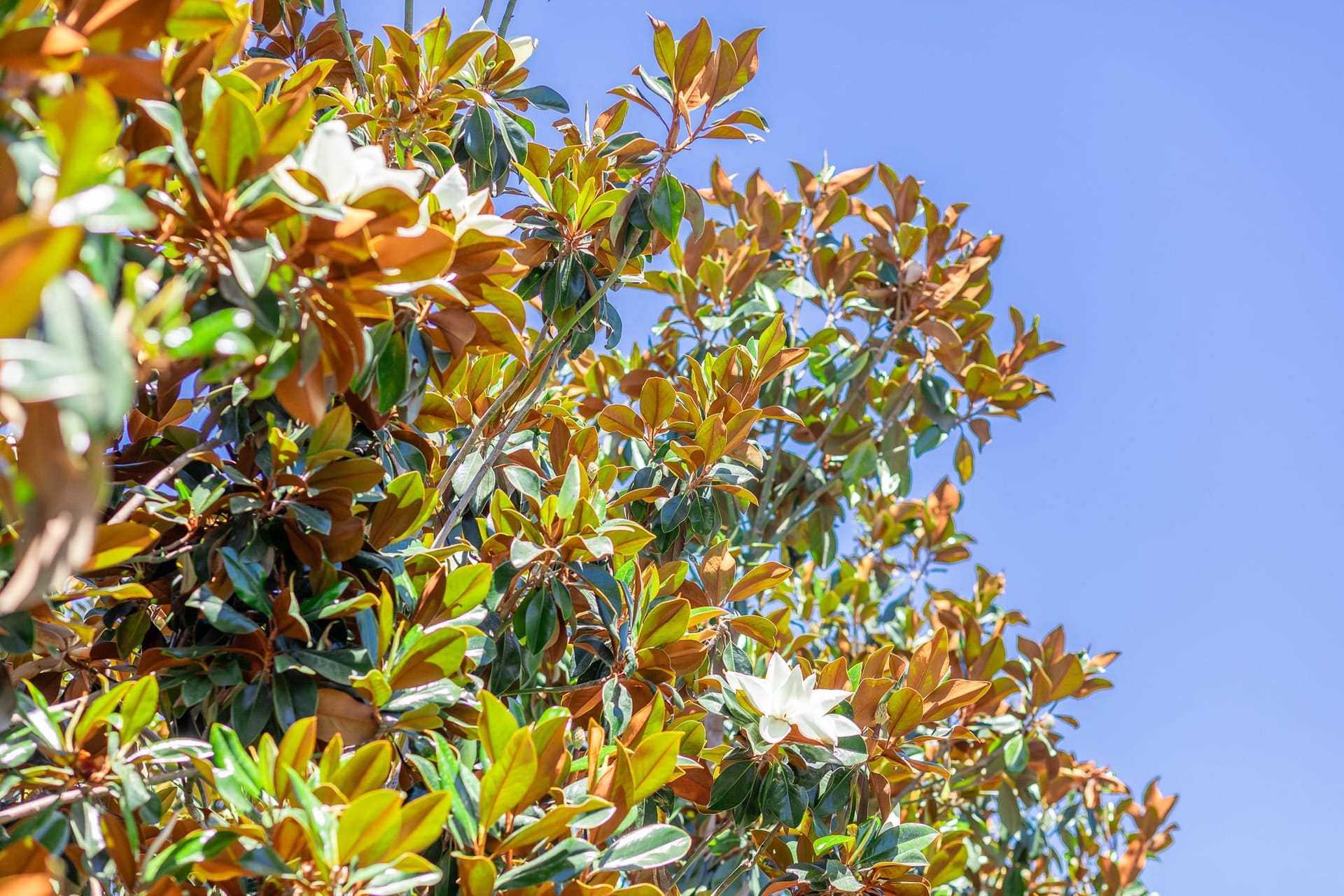 Leaves and flowers of a Magnolia Tree.
