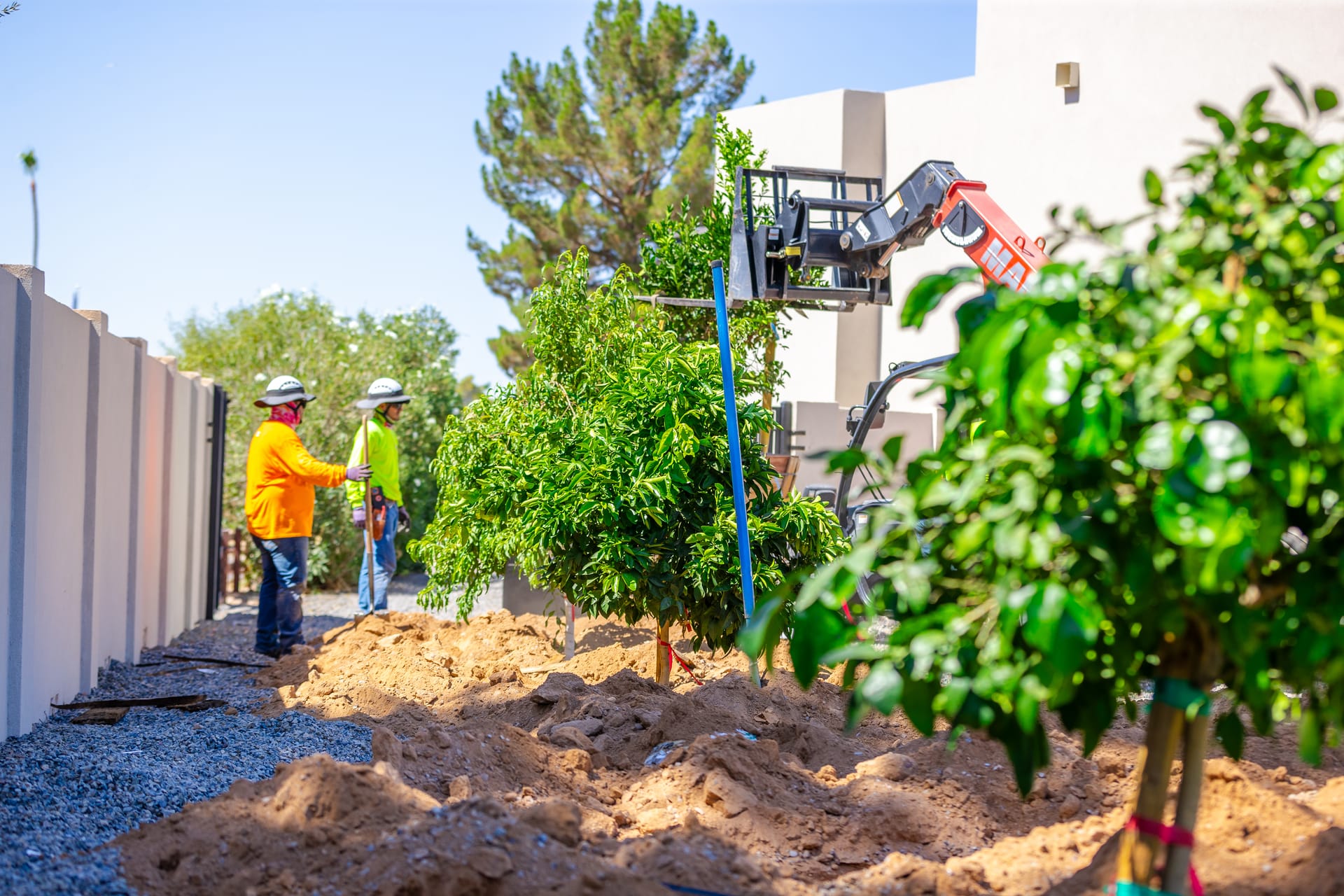 Moon Valley Nurseries Planting Crew using heavy duty machinery to lower a tree into a ditch.