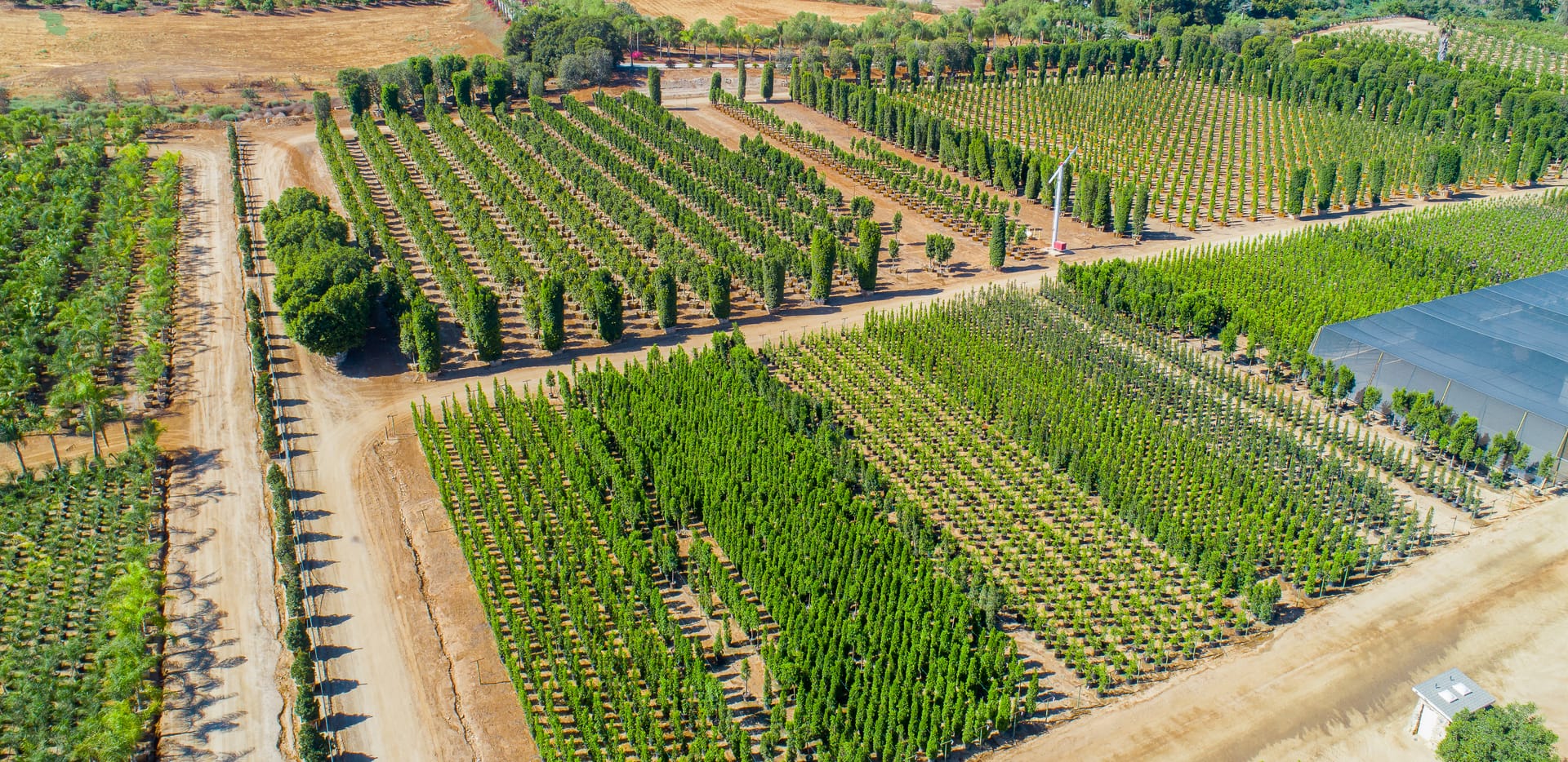 Wholesale at Moon Valley Nurseries
