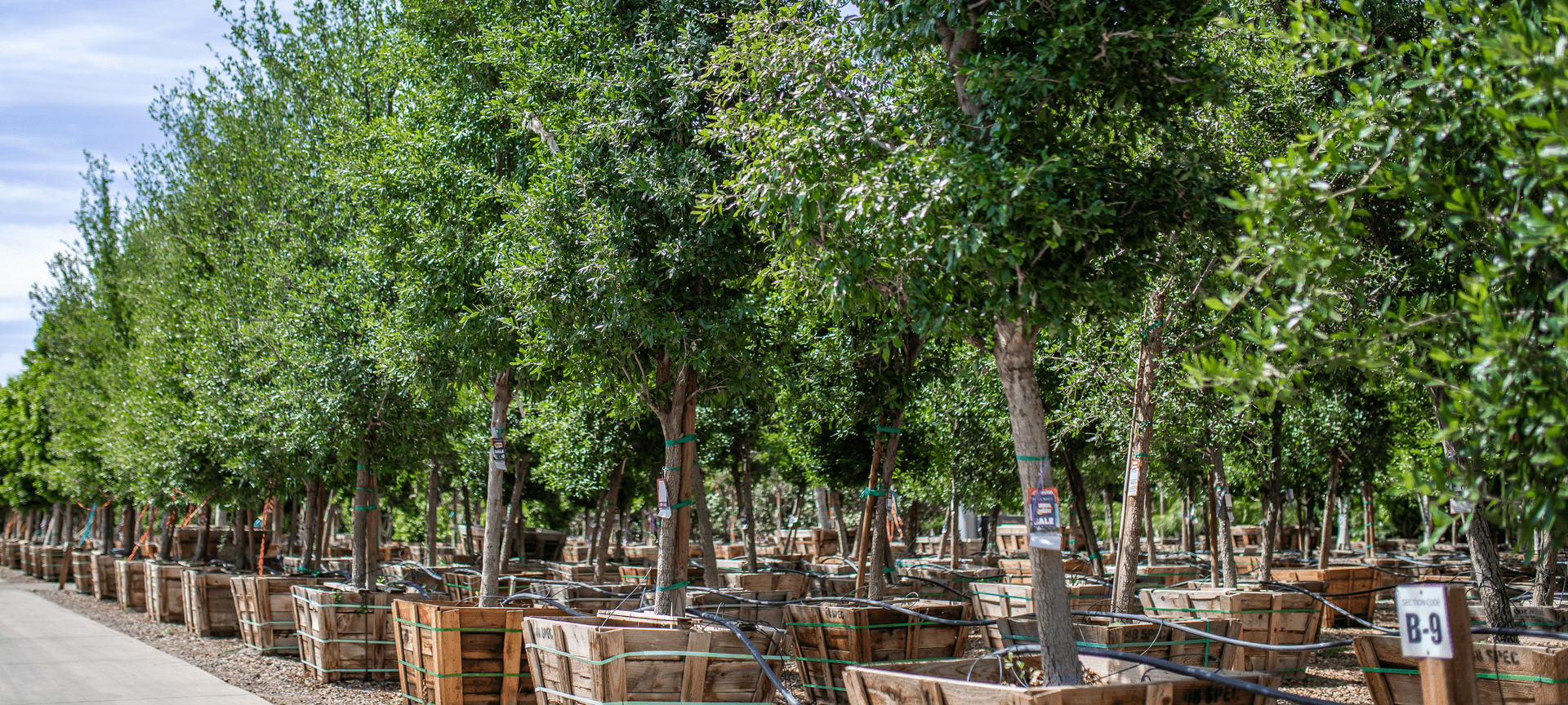 shade-trees-live-oak-desktop.png