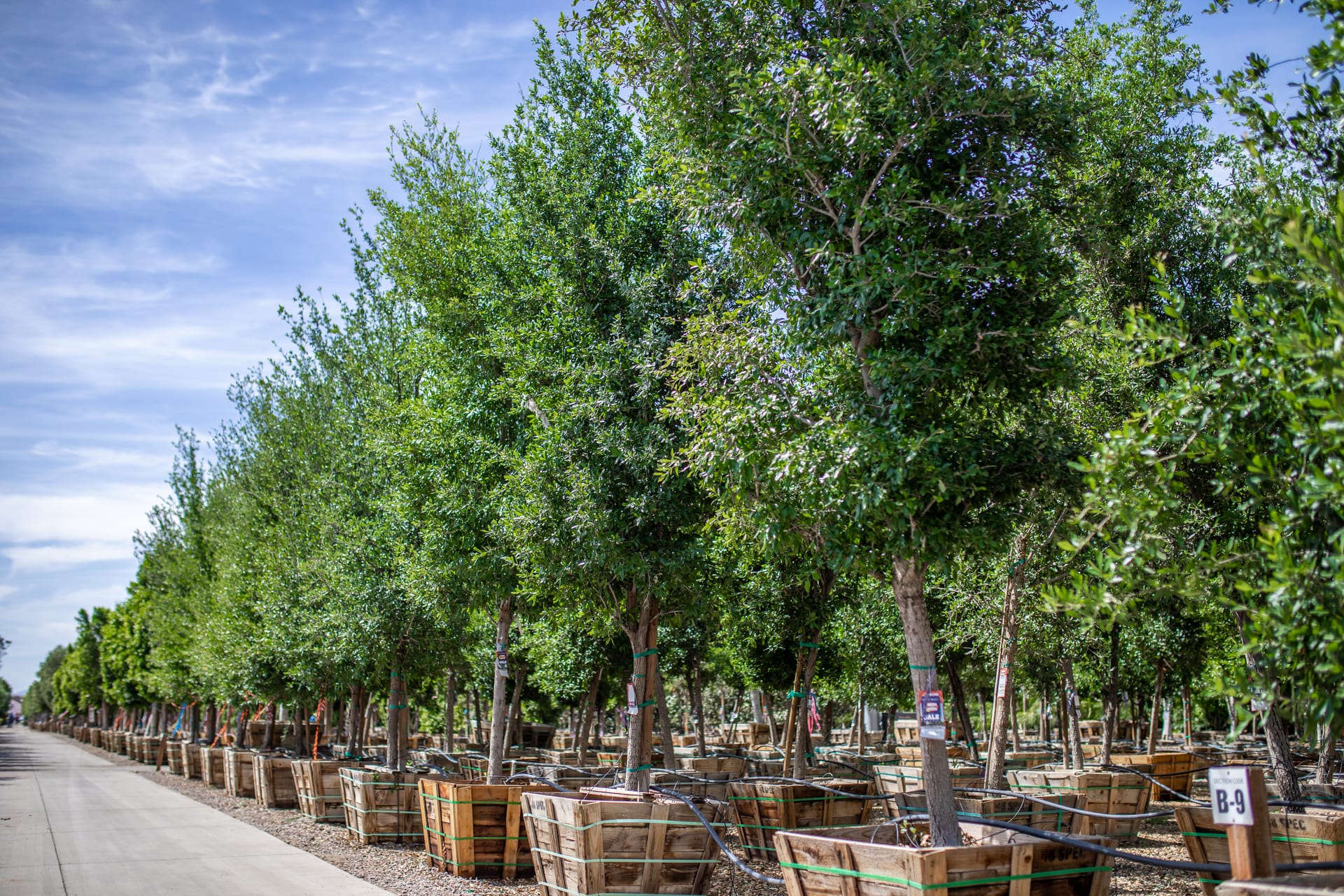 Row of mature Live Oak shade trees at a Moon Valley Nurseries location.