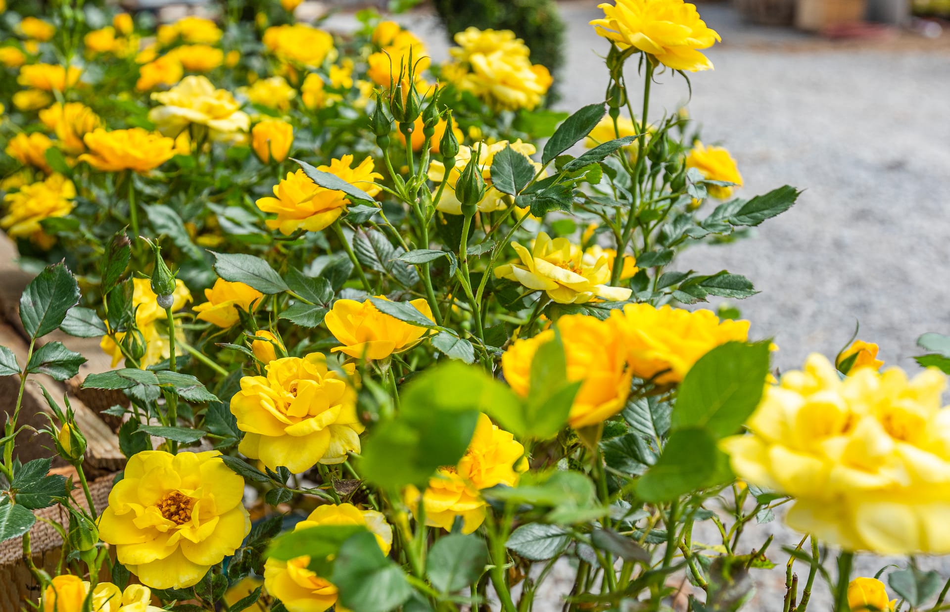 A bed of yellow roses in bloom at a Moon Valley Nurseries location.