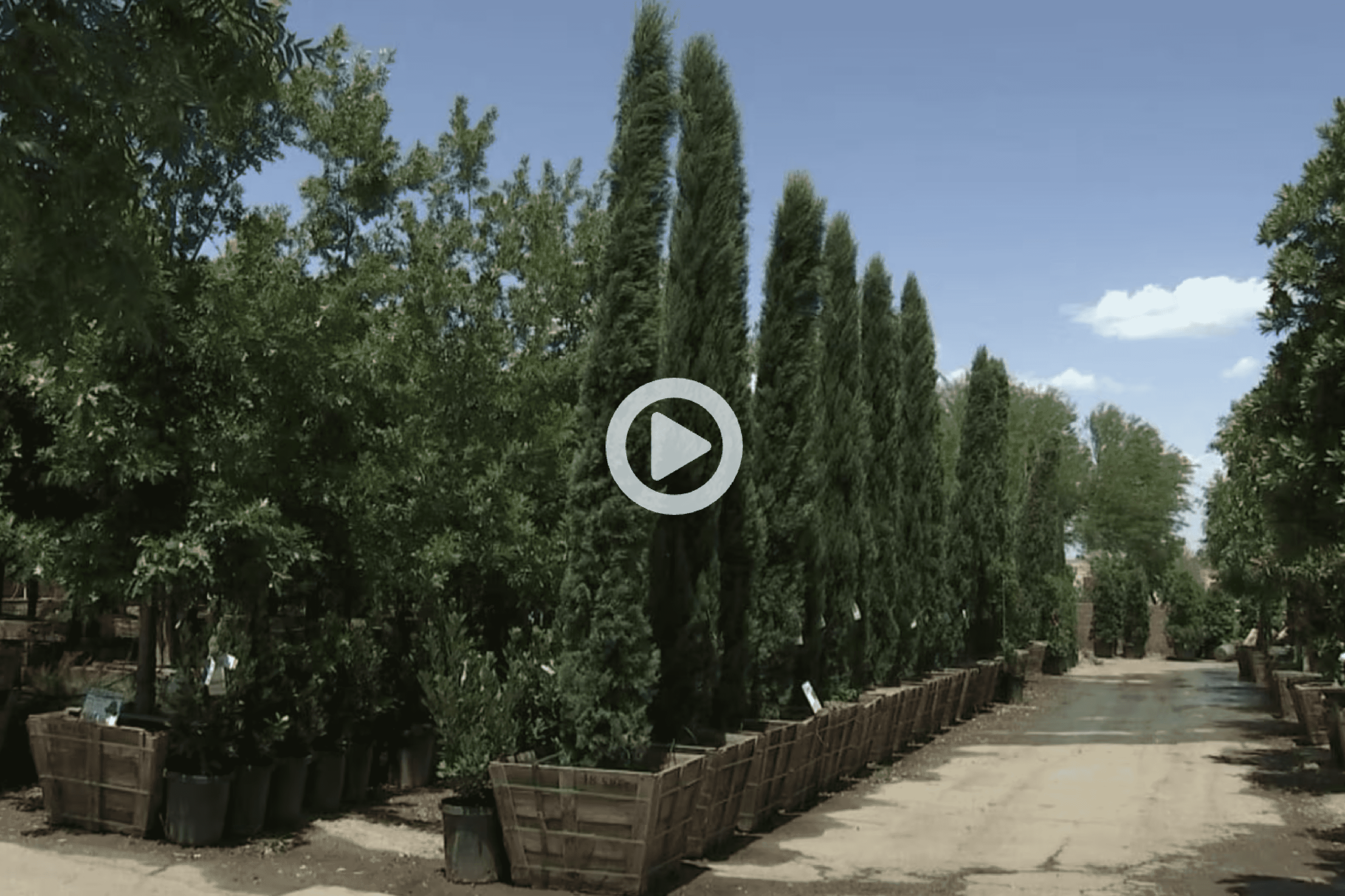 How to Care for Trees in Las Vegas for Monsoon Season