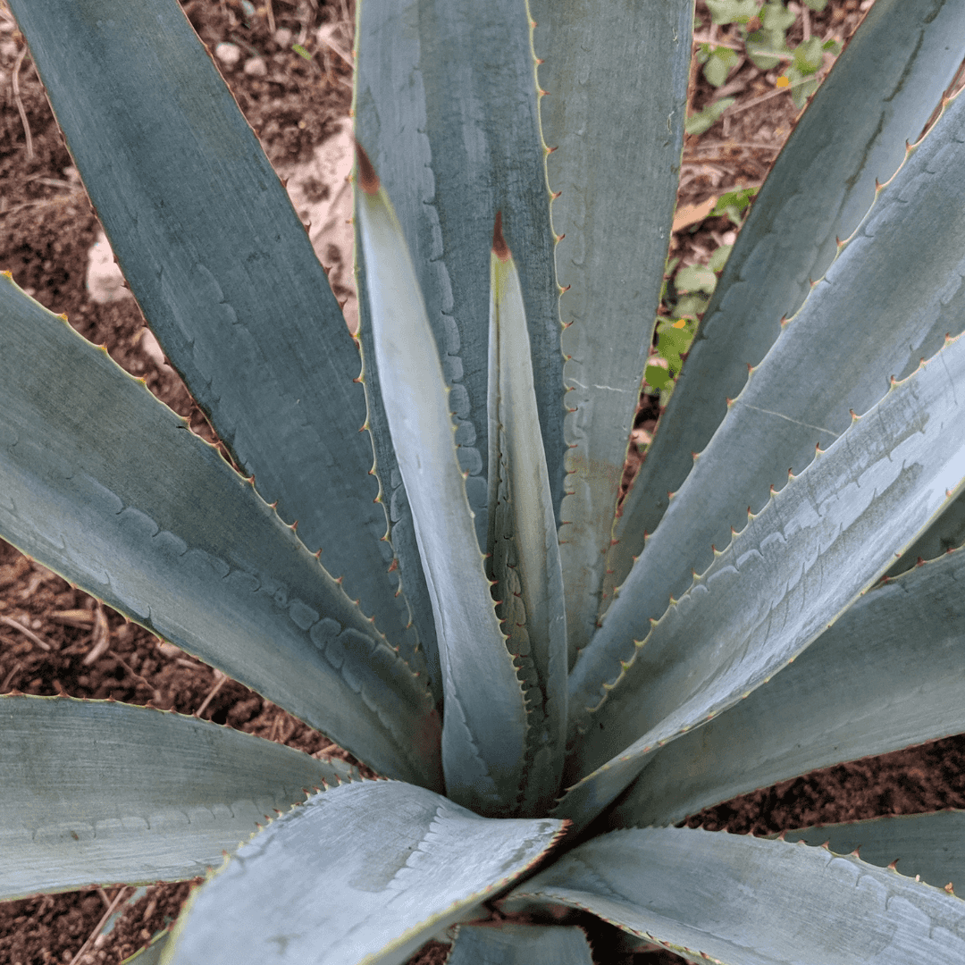 Weber's Agave Plant
